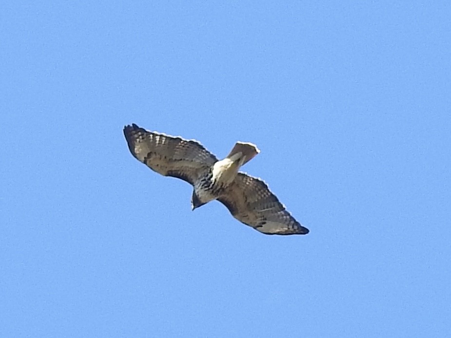 Red-tailed Hawk - ML643160337