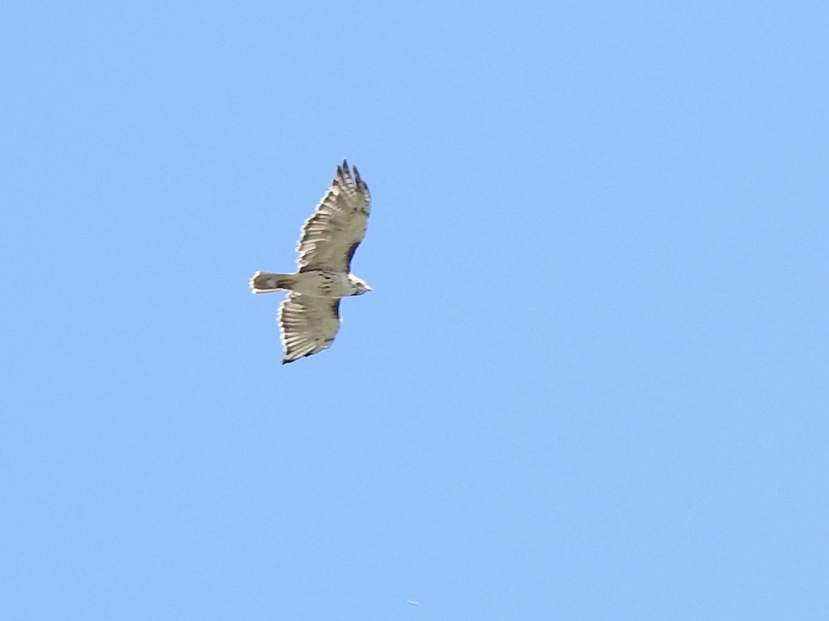 Red-tailed Hawk - ML643160338