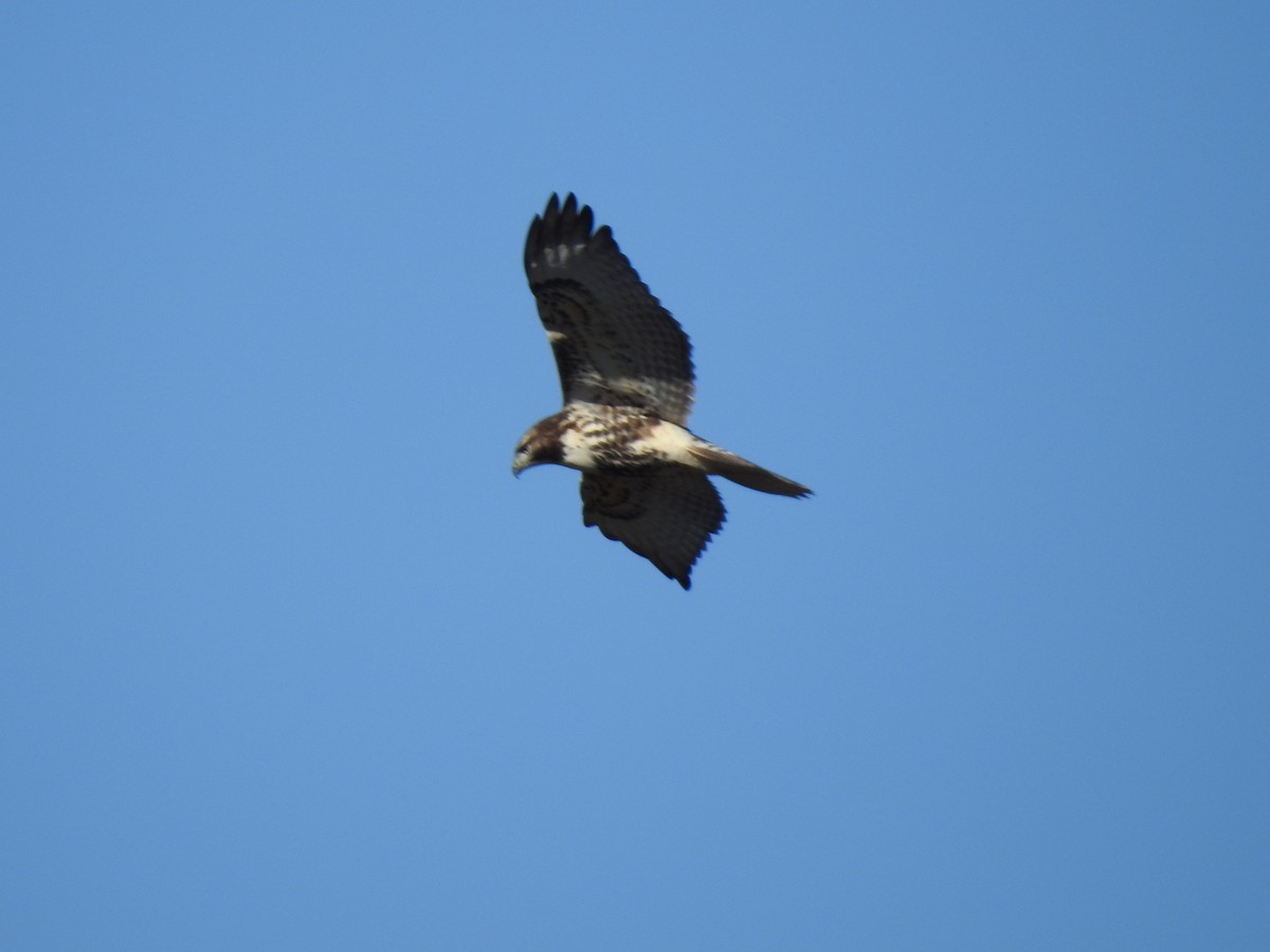 Red-tailed Hawk - ML643160339