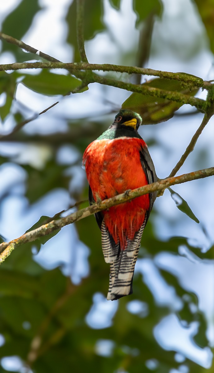 Collared Trogon - ML643160343