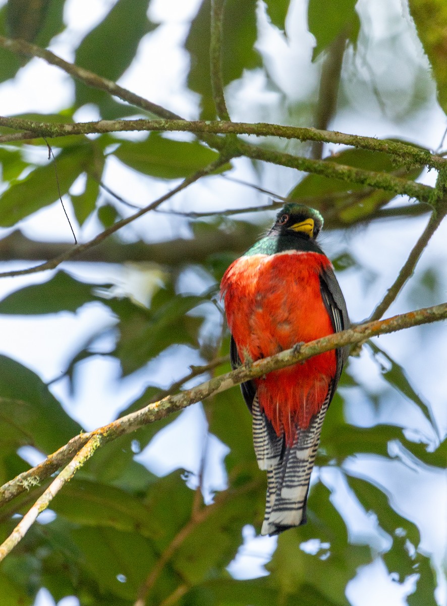 Collared Trogon - ML643160346