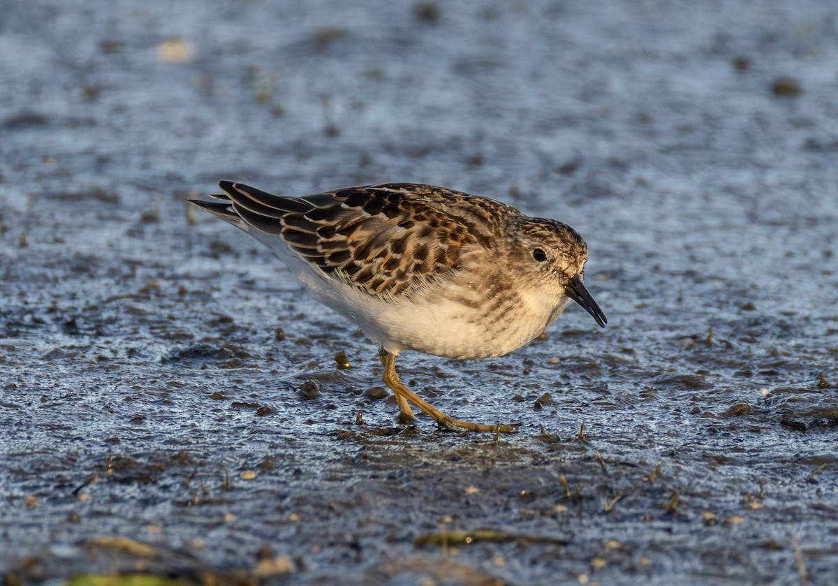 Least Sandpiper - ML643160352