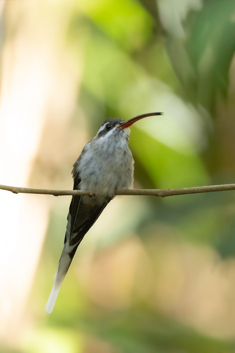 Sooty-capped Hermit - ML643160360