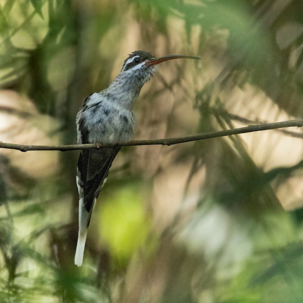 Sooty-capped Hermit - ML643160361