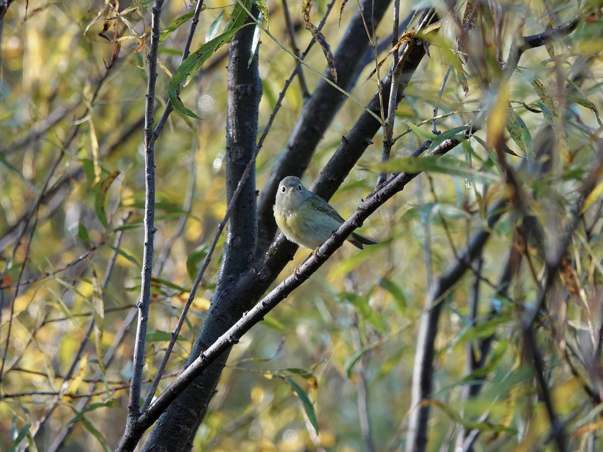 oransjekroneparula - ML643160396