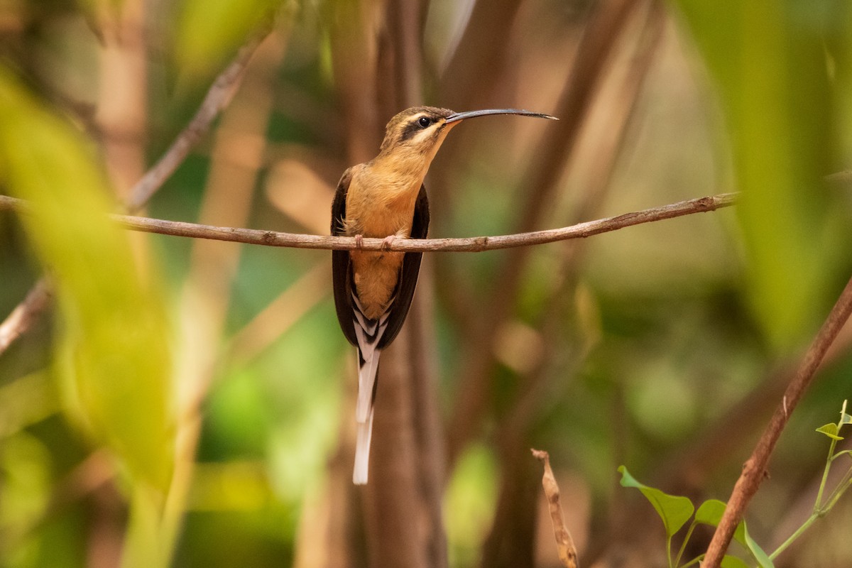 Planalto Hermit - ML643160403