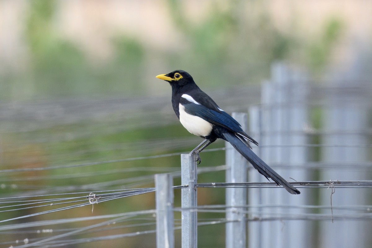 Yellow-billed Magpie - ML643160409