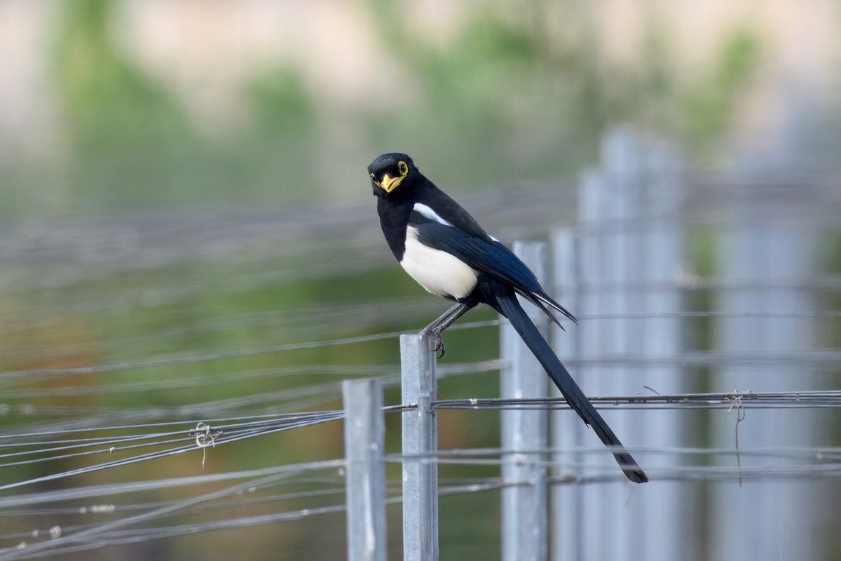 Yellow-billed Magpie - ML643160410