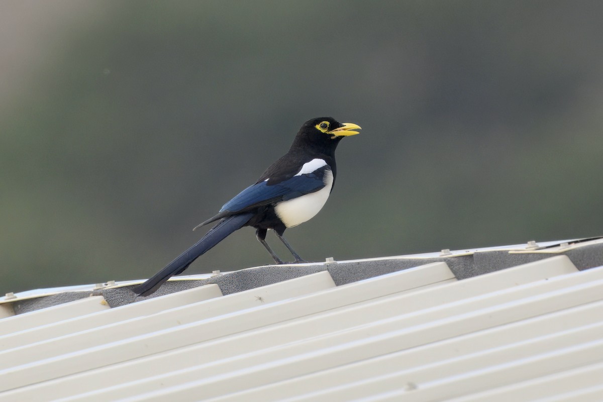 Yellow-billed Magpie - ML643160411