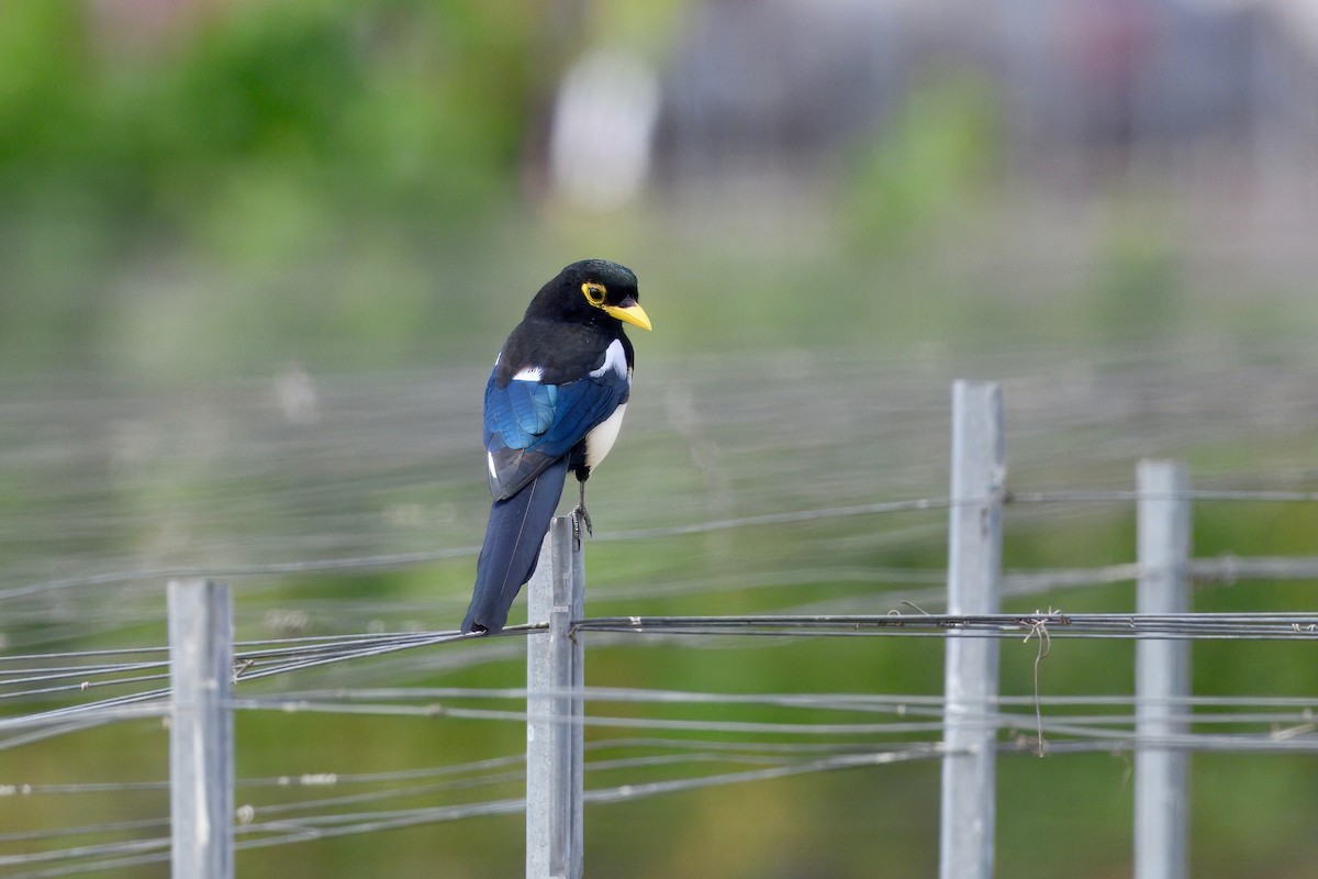 Yellow-billed Magpie - ML643160414