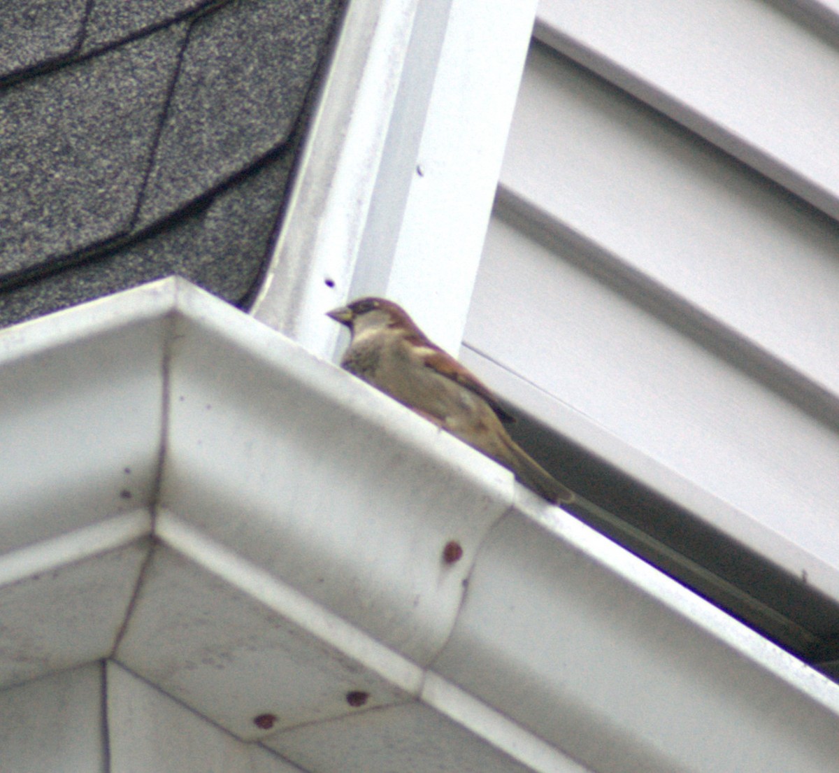 House Sparrow - ML643160430