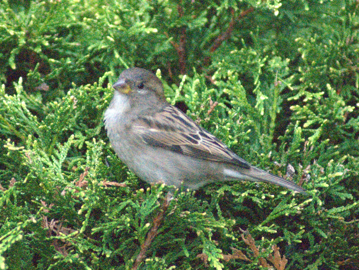 House Sparrow - ML643160431