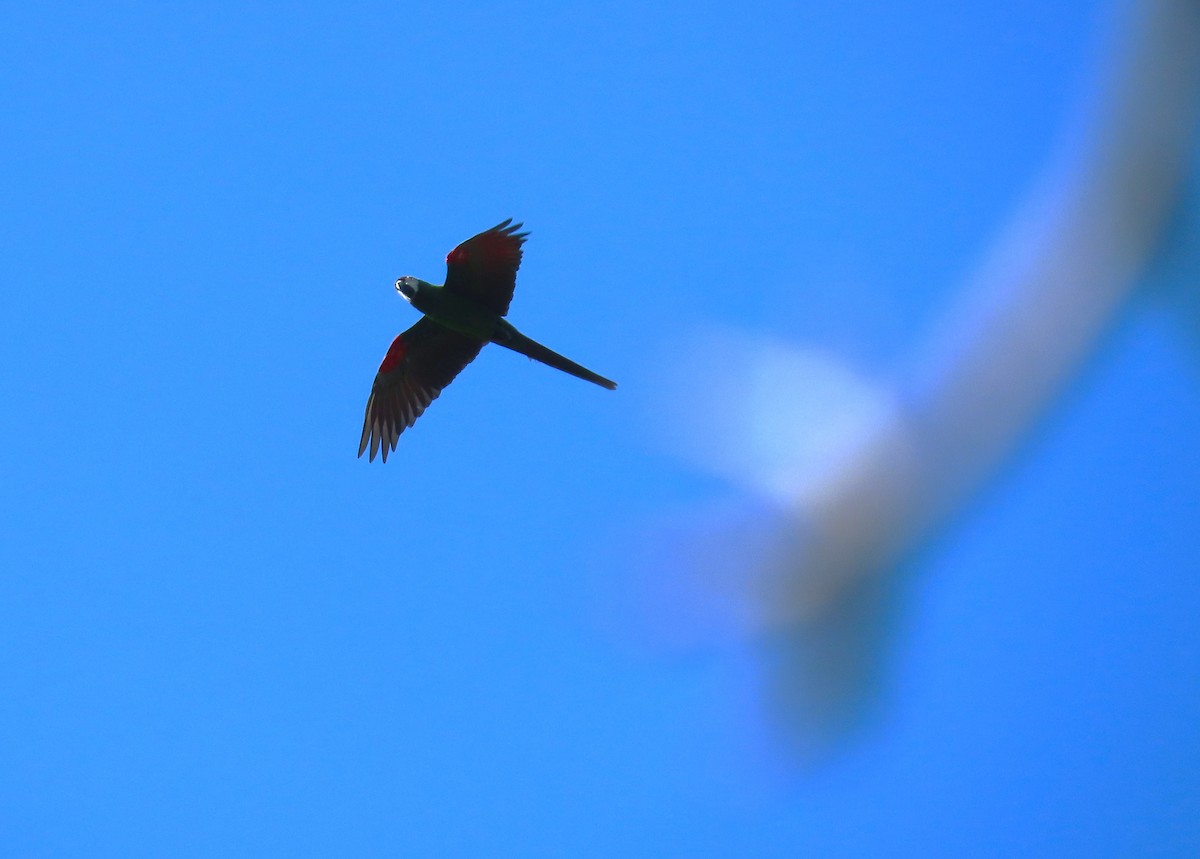 Chestnut-fronted Macaw - ML643160434