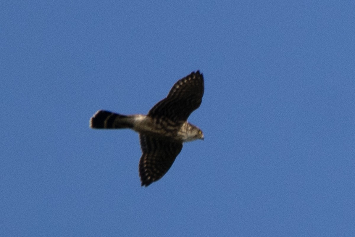 Merlin - ML643160463