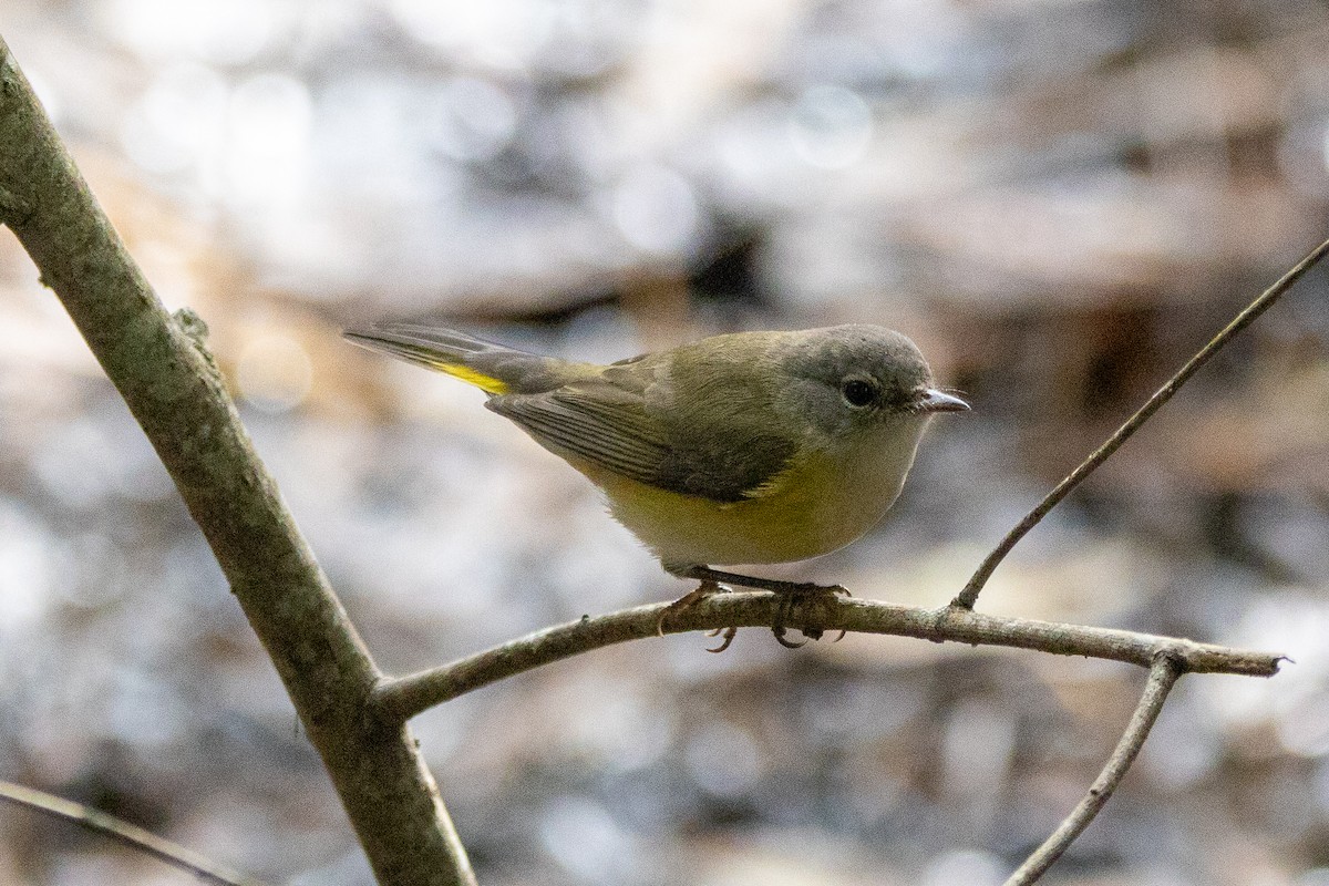 American Redstart - ML643160464