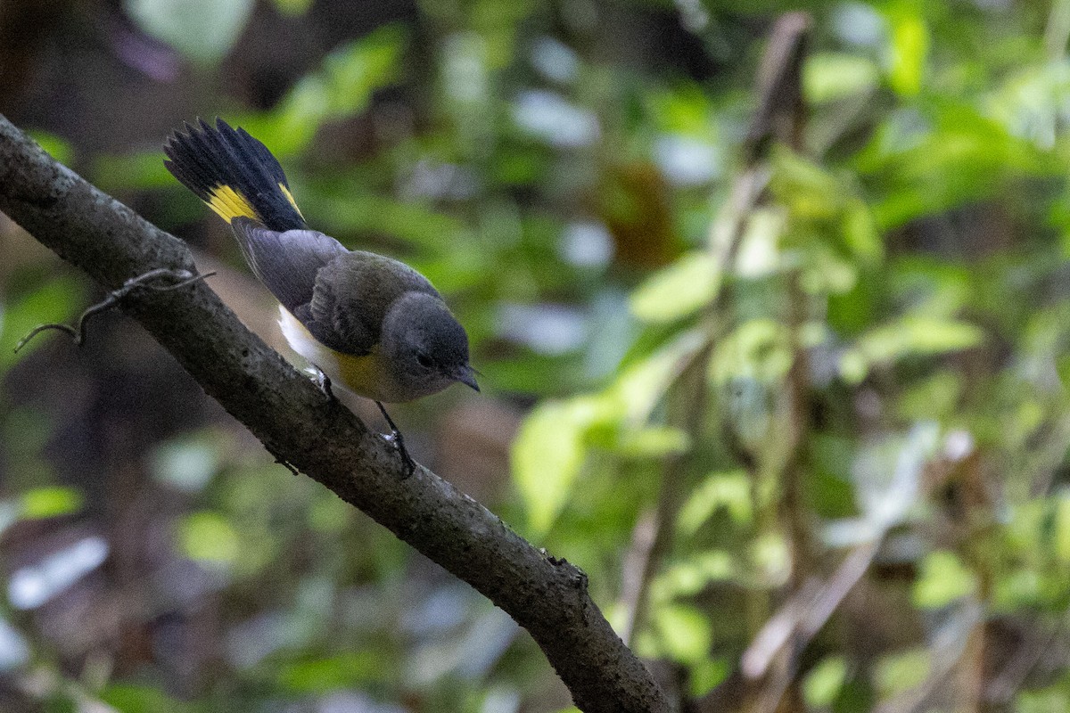American Redstart - ML643160484