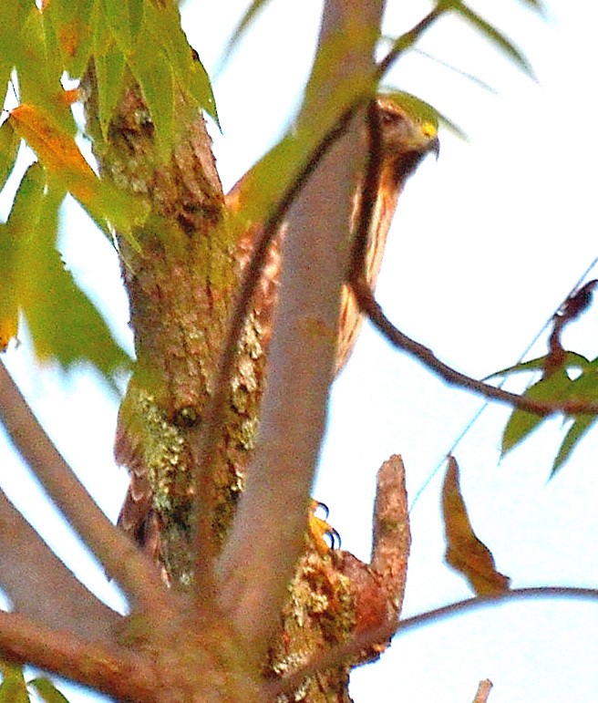 krahujec americký/jestřáb americký - ML643160505