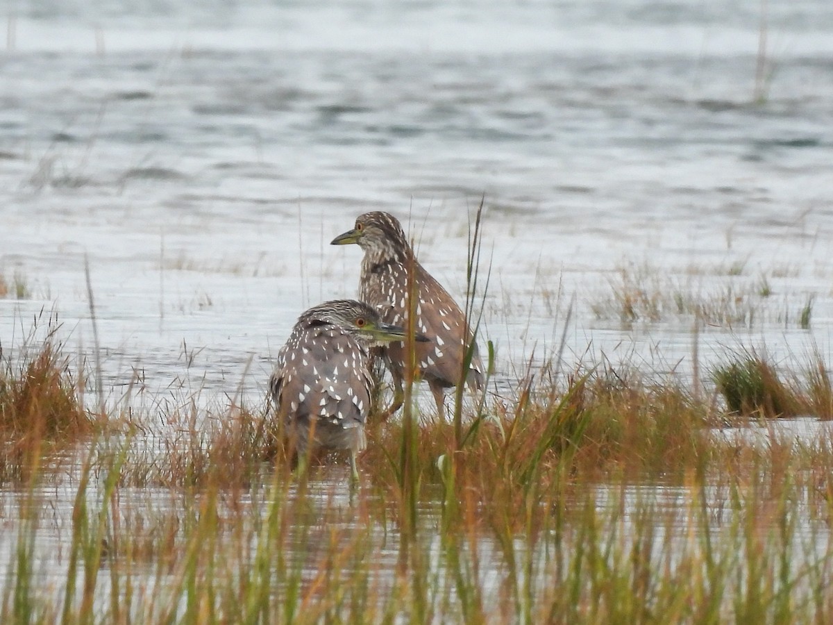 Black-crowned Night Heron - ML643160520