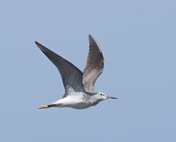 Lesser Yellowlegs - ML643160538