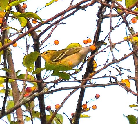 lesňáček kaštanový - ML643160564