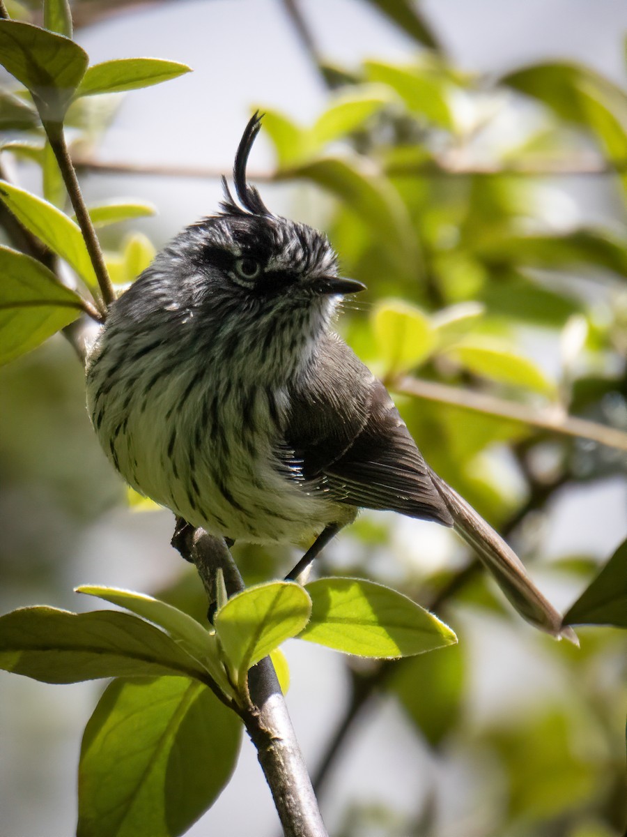 Tufted Tit-Tyrant - ML643160566