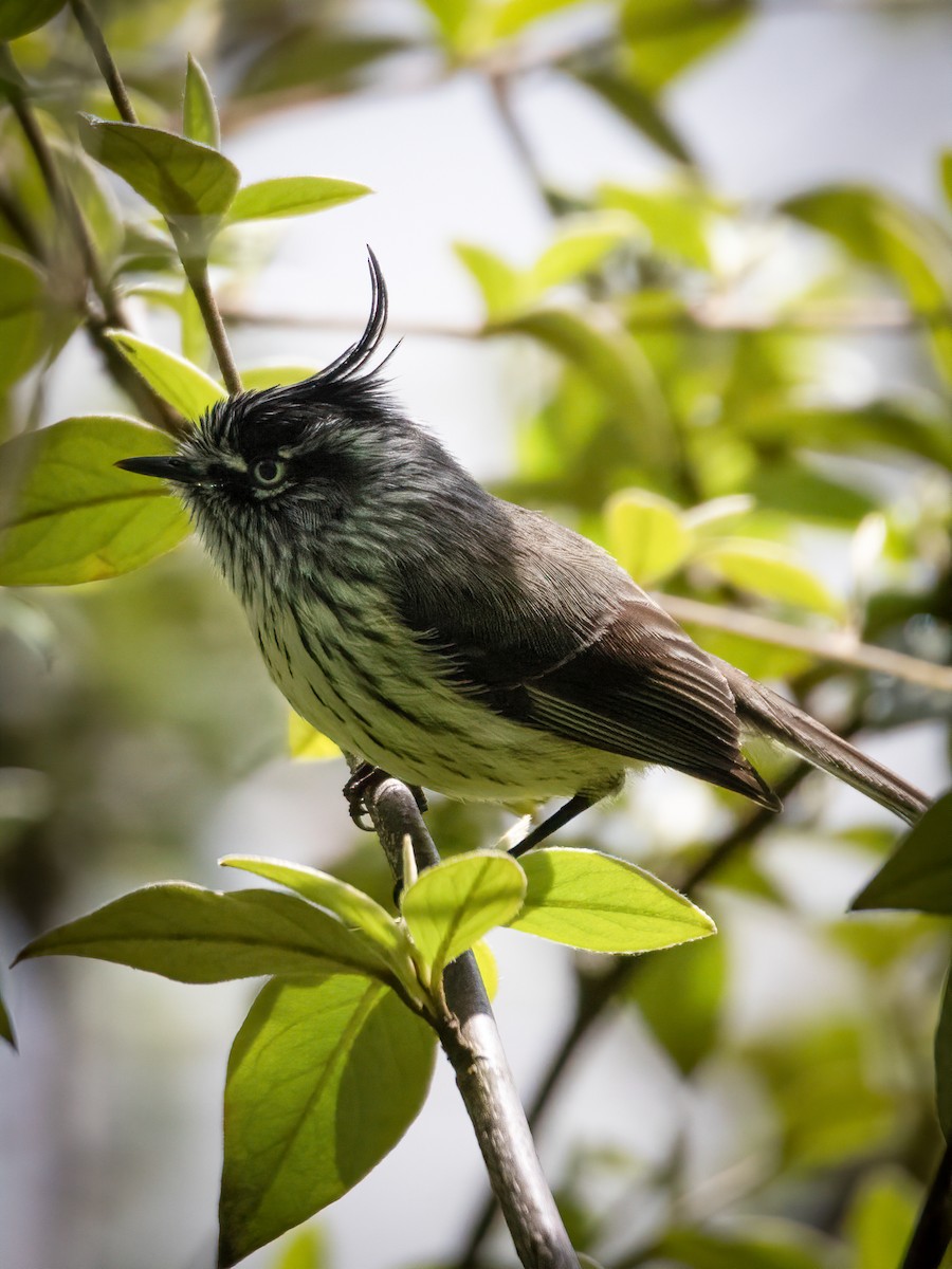 Tufted Tit-Tyrant - ML643160567