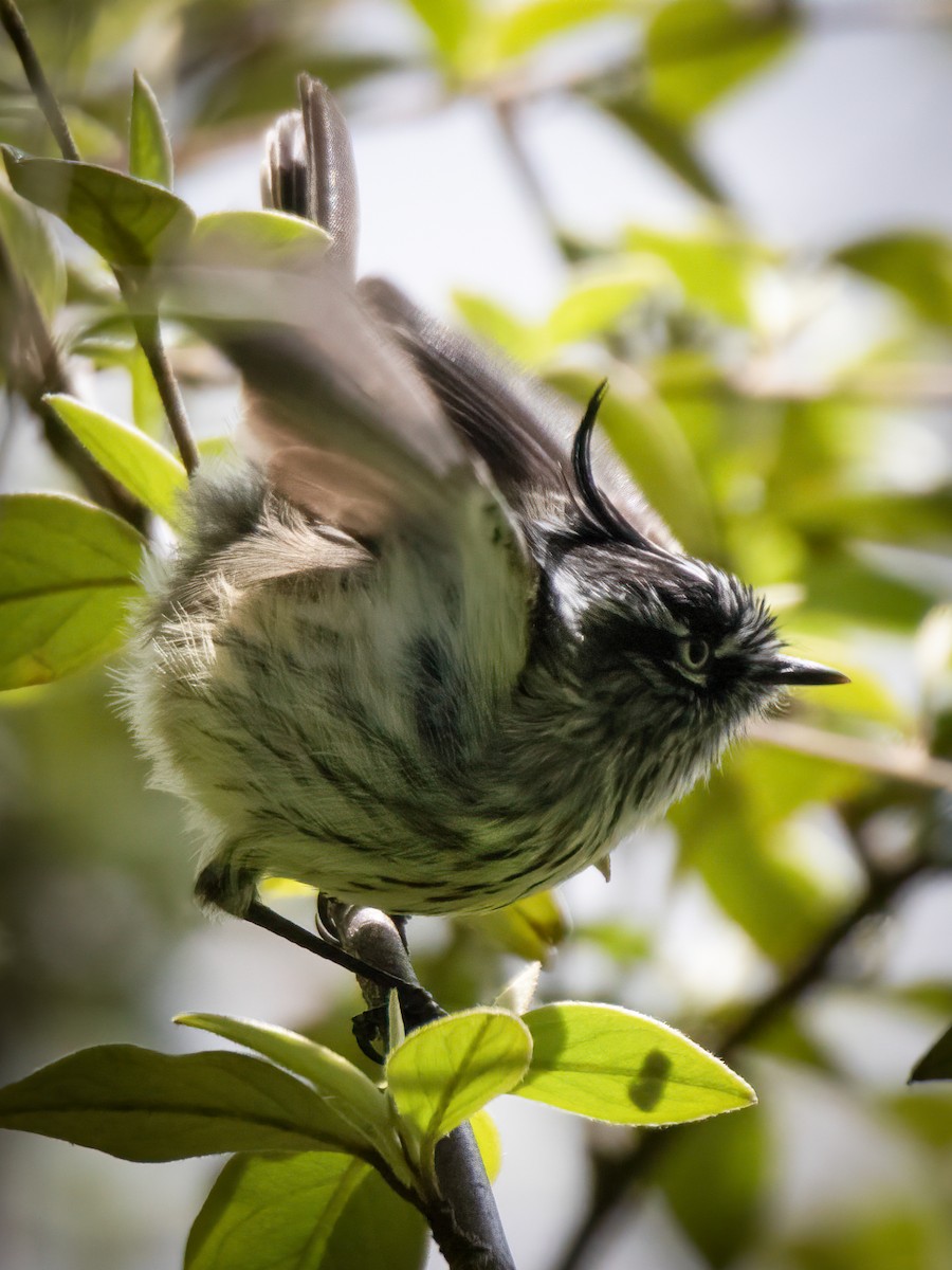 Tufted Tit-Tyrant - ML643160568