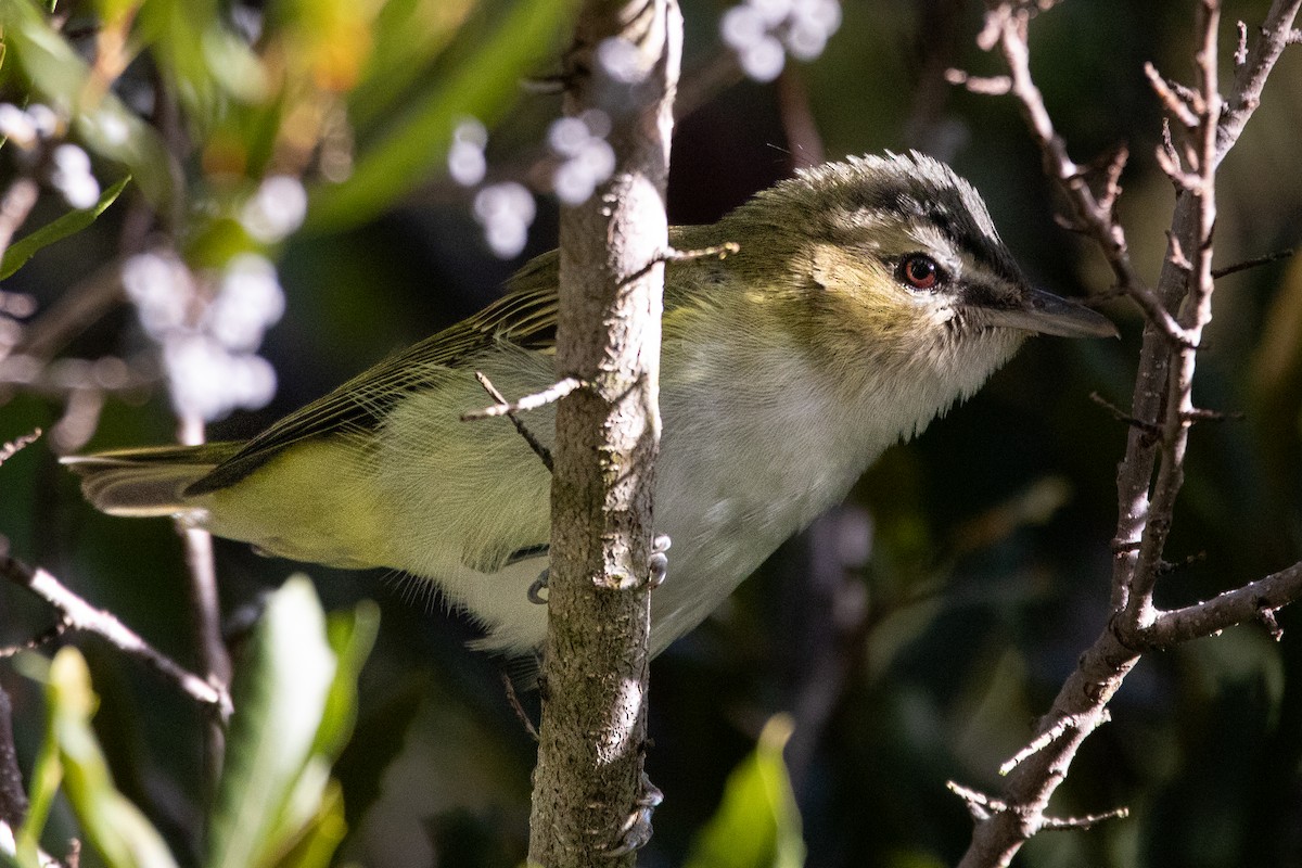 Red-eyed Vireo - ML643160569