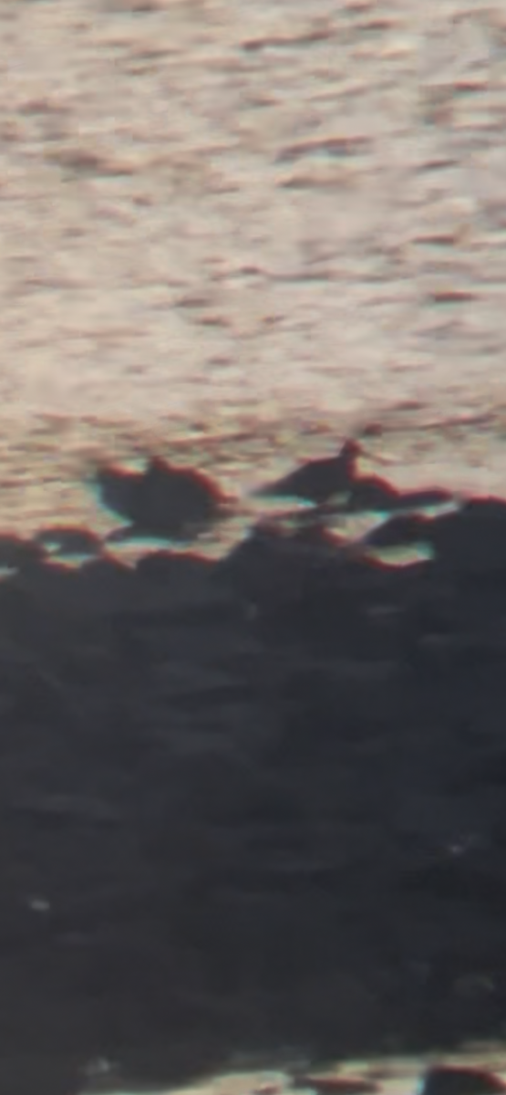 shorebird sp. - ML643160587