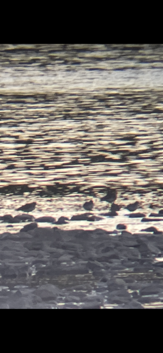 shorebird sp. - ML643160588