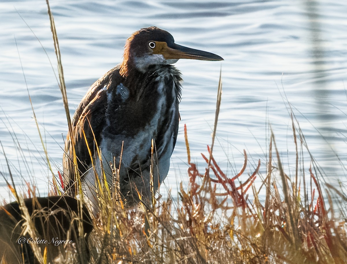 Tricolored Heron - ML643160606