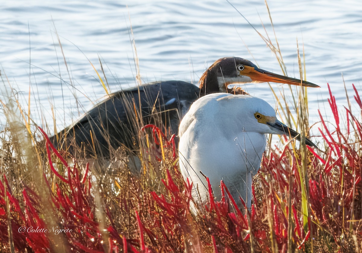 Tricolored Heron - ML643160607