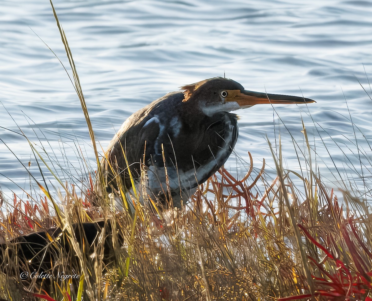 Tricolored Heron - ML643160608