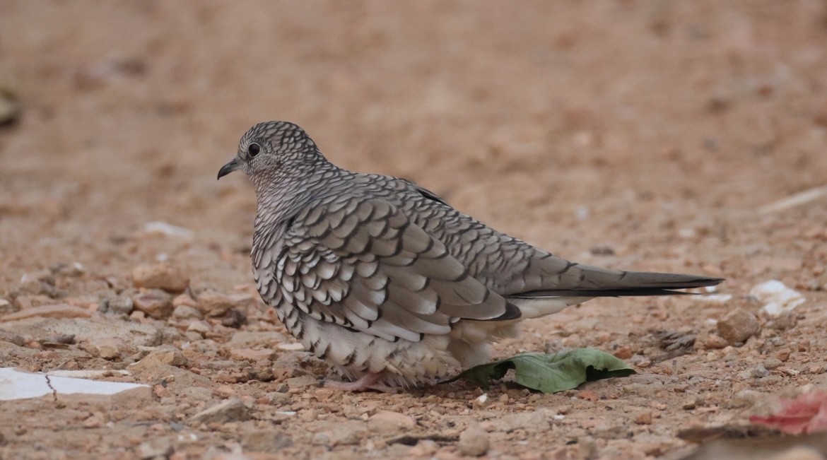 Scaled Dove - ML643160630