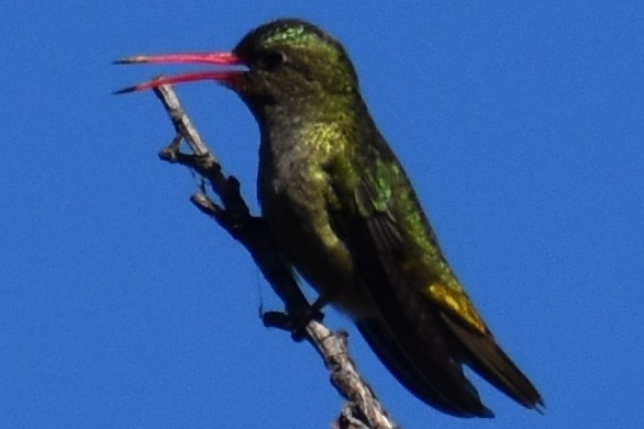 Gilded Hummingbird - ML643160647
