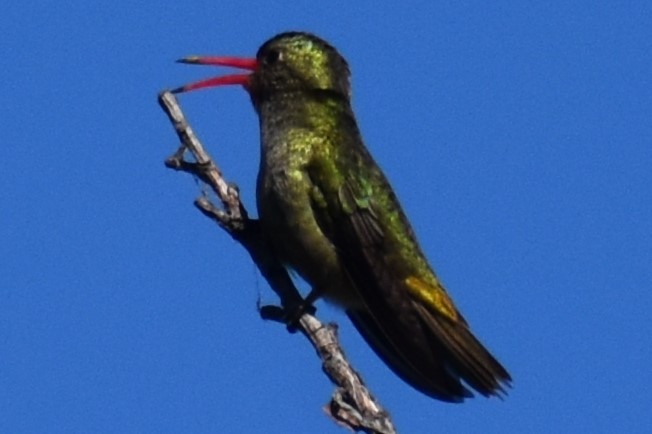 Gilded Hummingbird - ML643160649