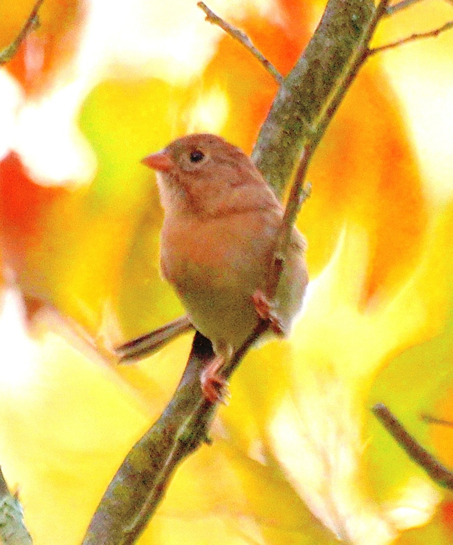 Field Sparrow - ML643160671