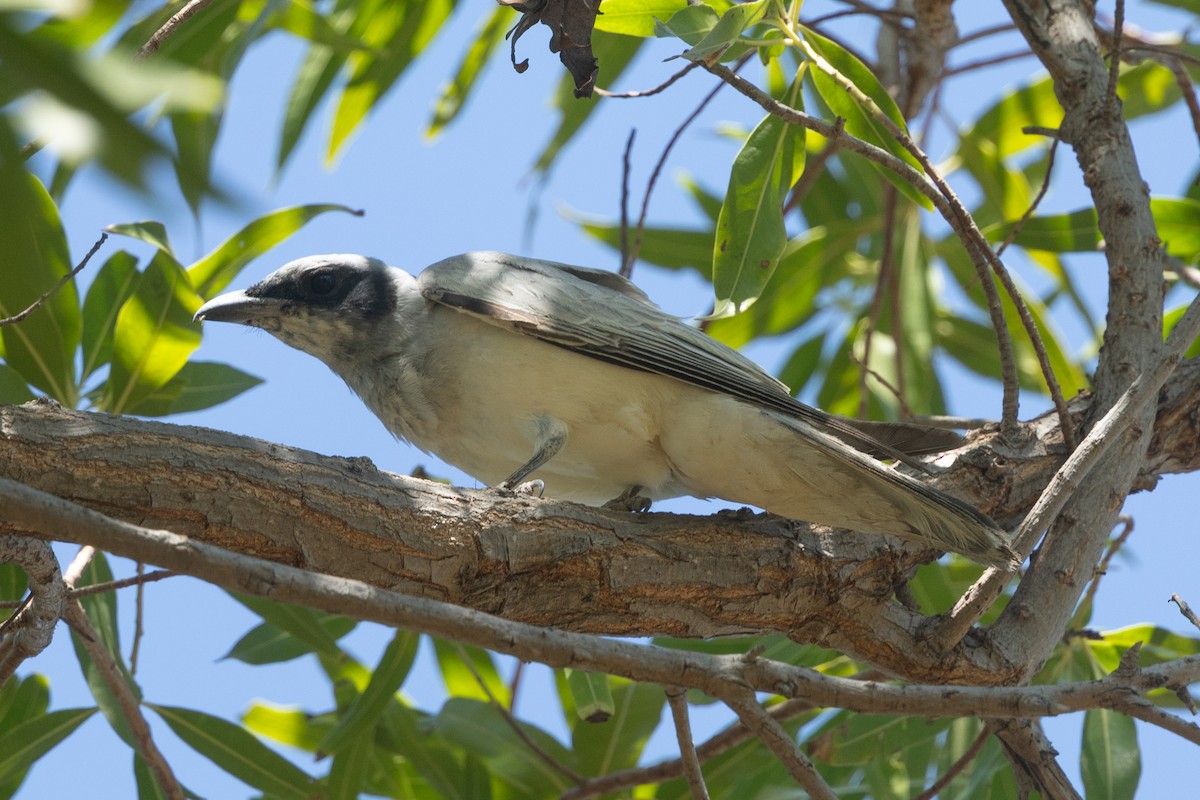 Black-faced Cuckooshrike - ML643160672