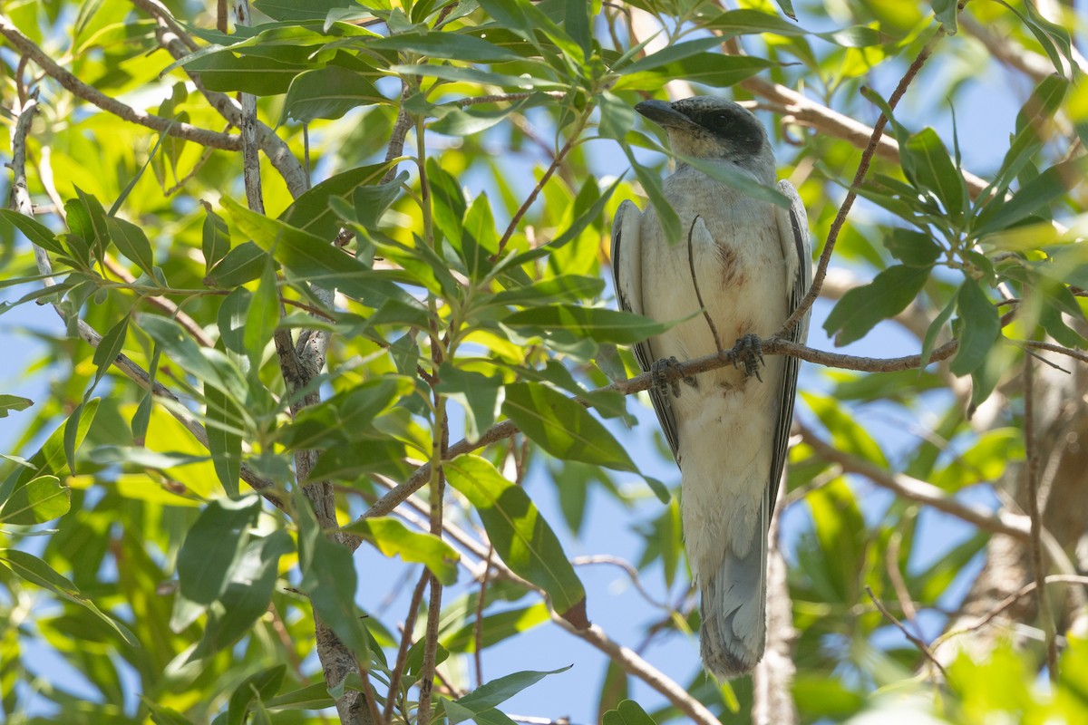 Black-faced Cuckooshrike - ML643160673