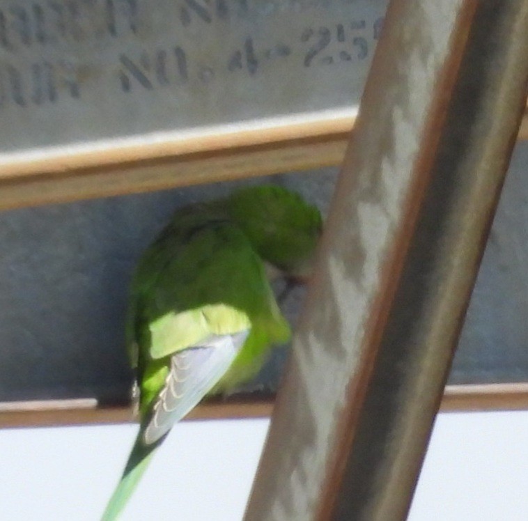 Monk Parakeet - ML643160674