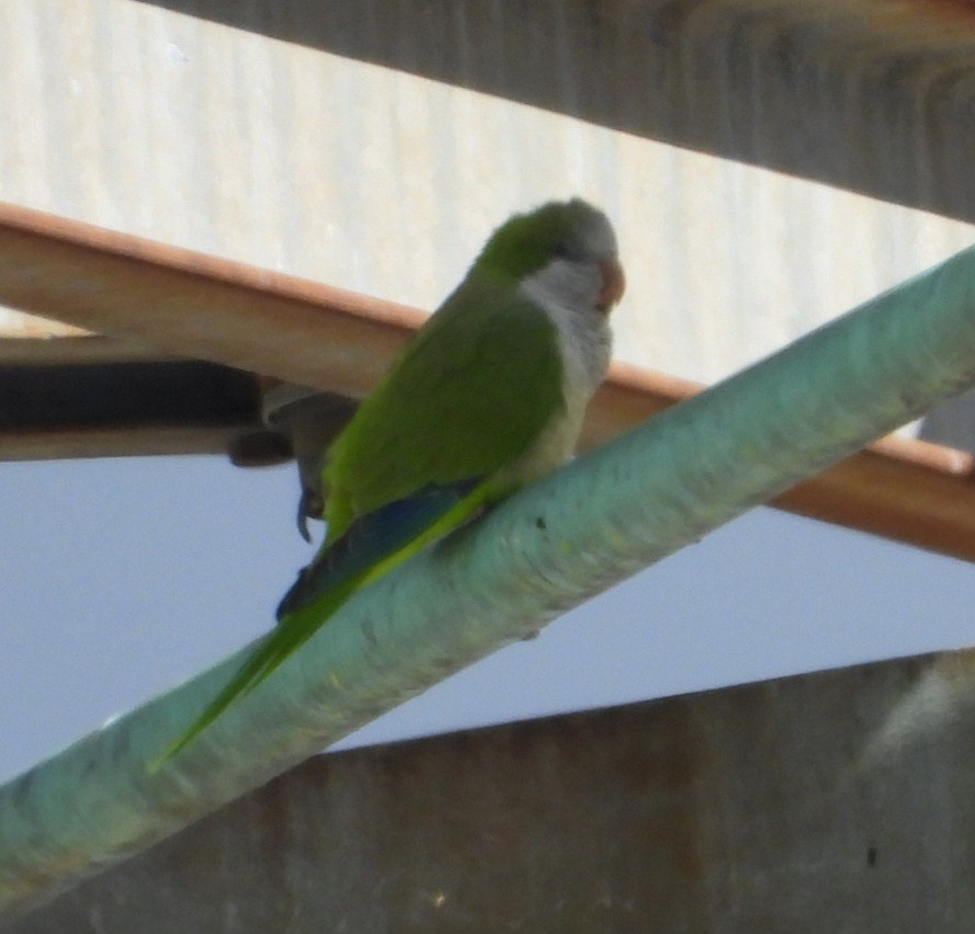 Monk Parakeet - ML643160675