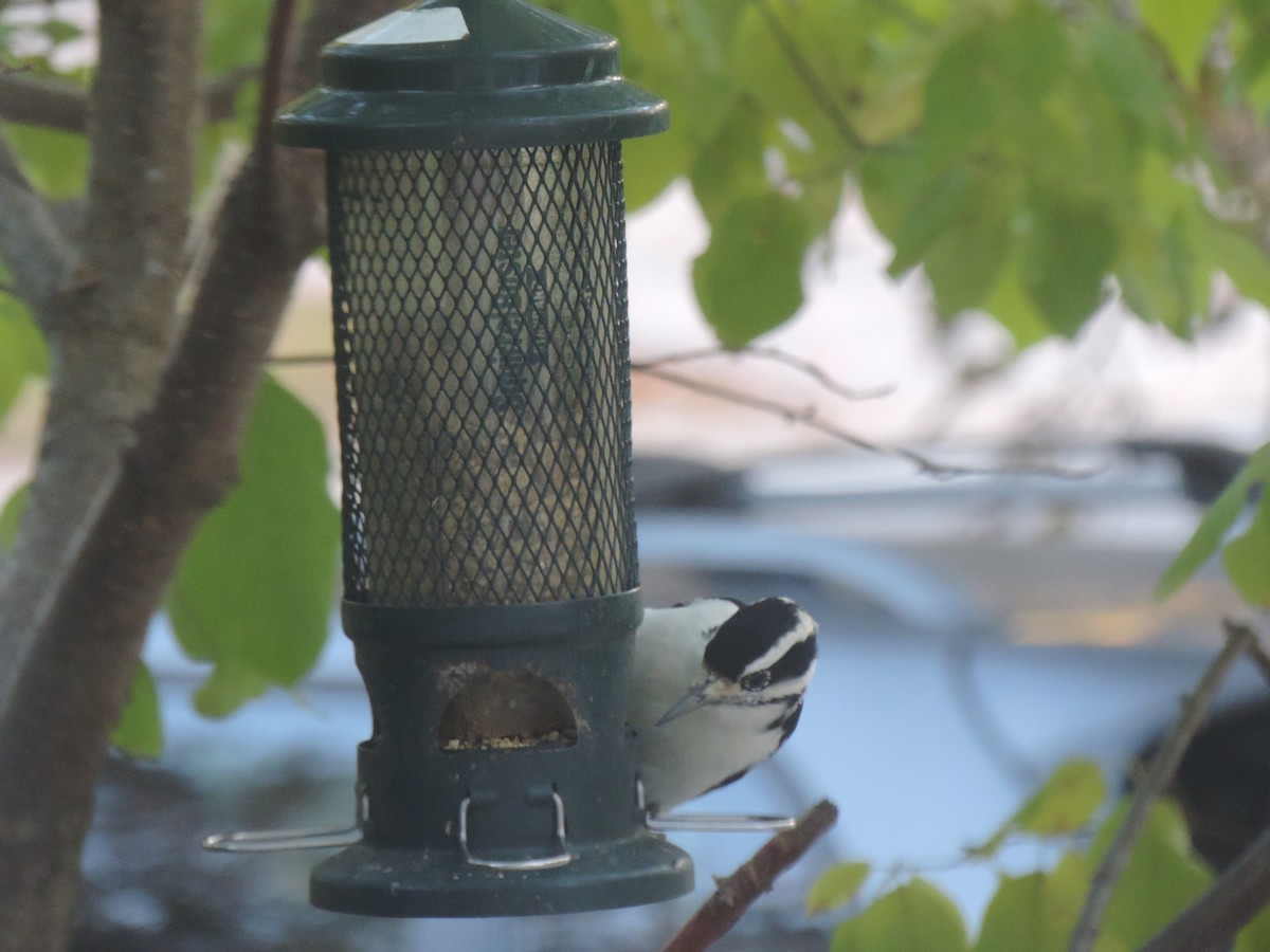 Hairy Woodpecker - ML643160681
