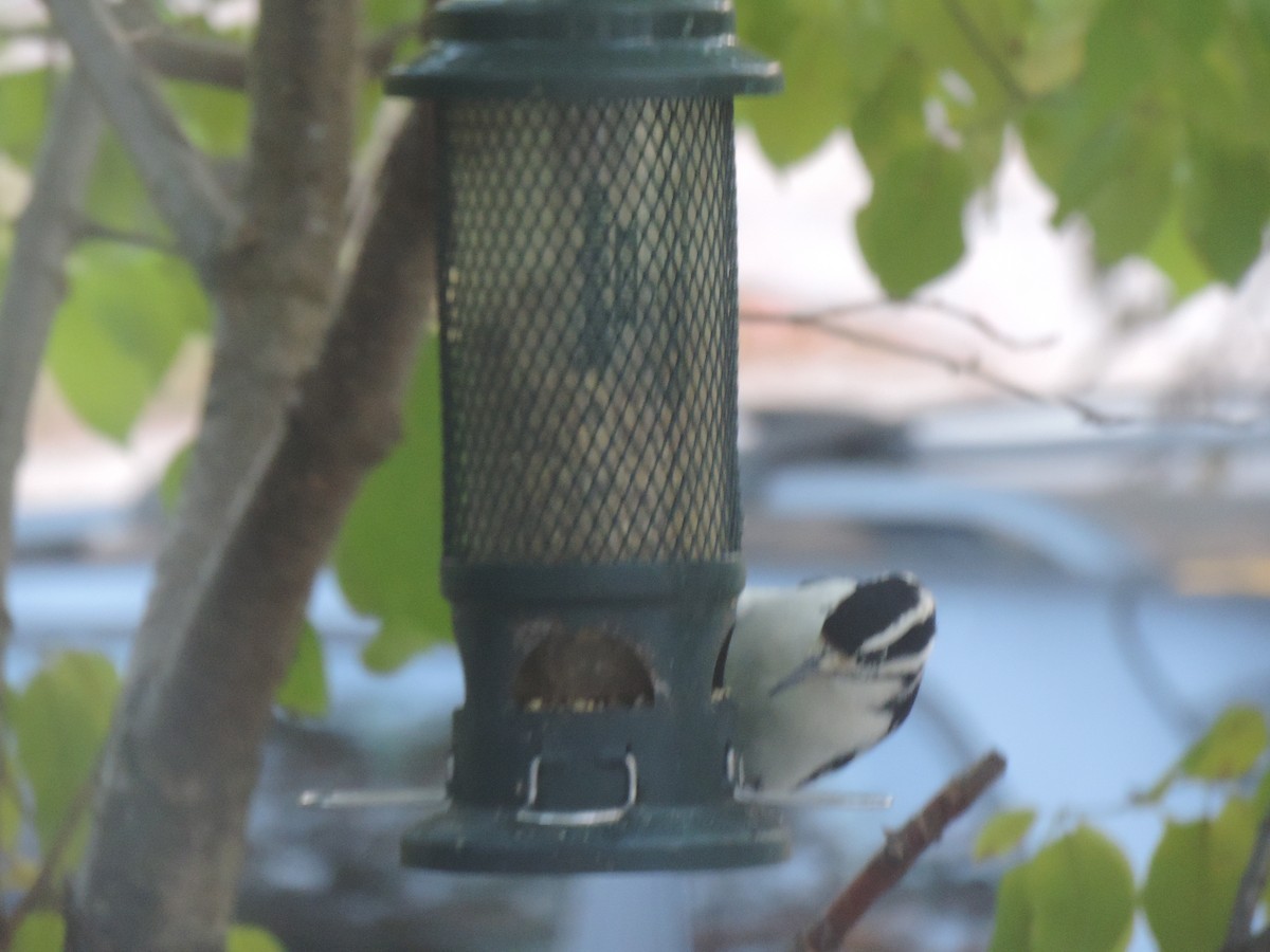 Hairy Woodpecker - ML643160682