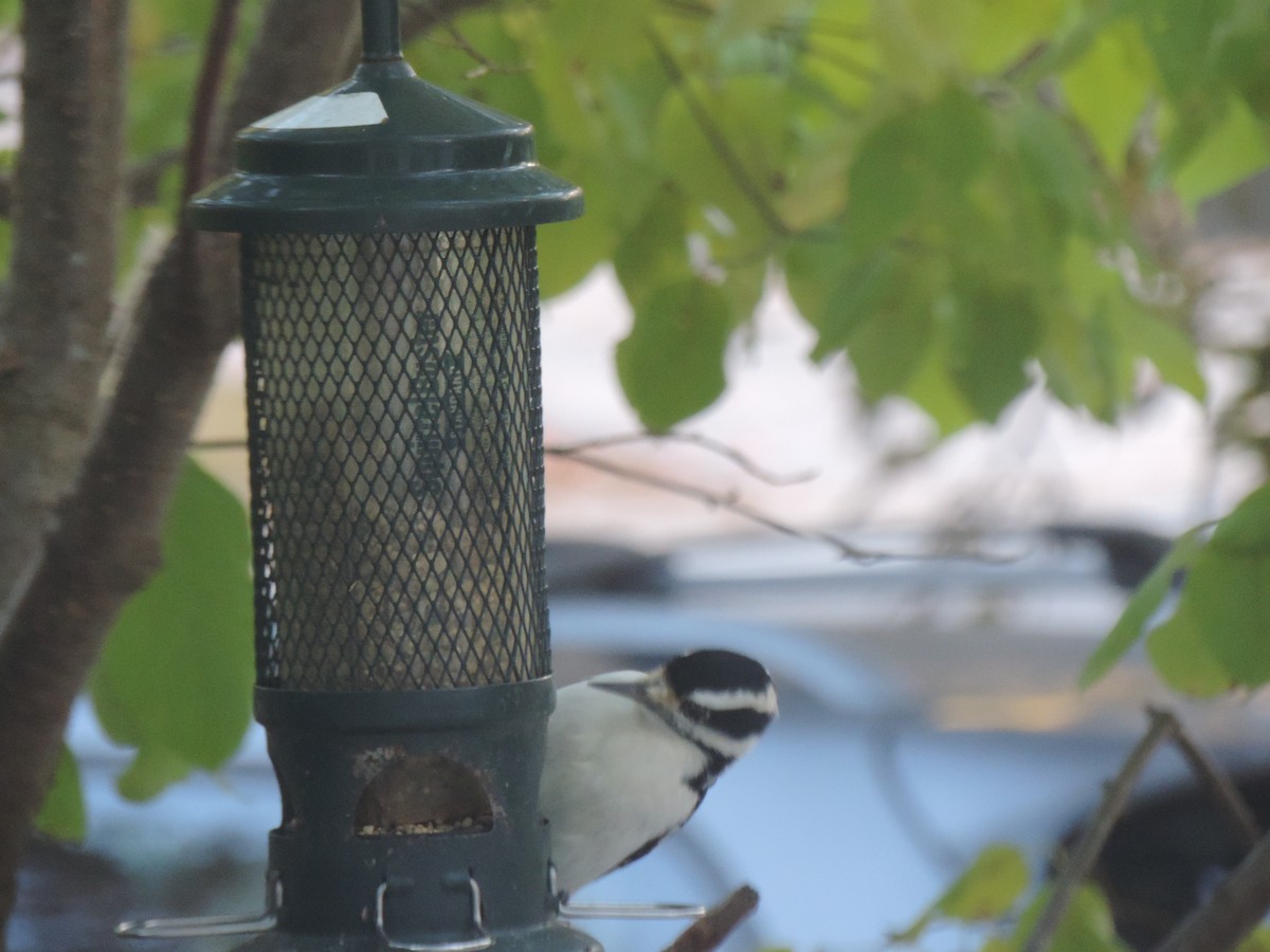 Hairy Woodpecker - ML643160683