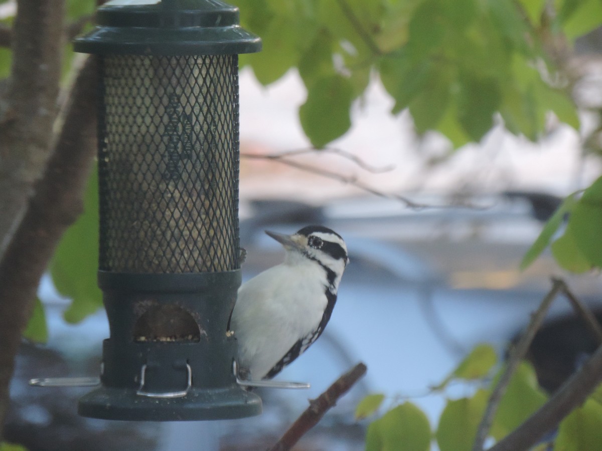 Hairy Woodpecker - ML643160684