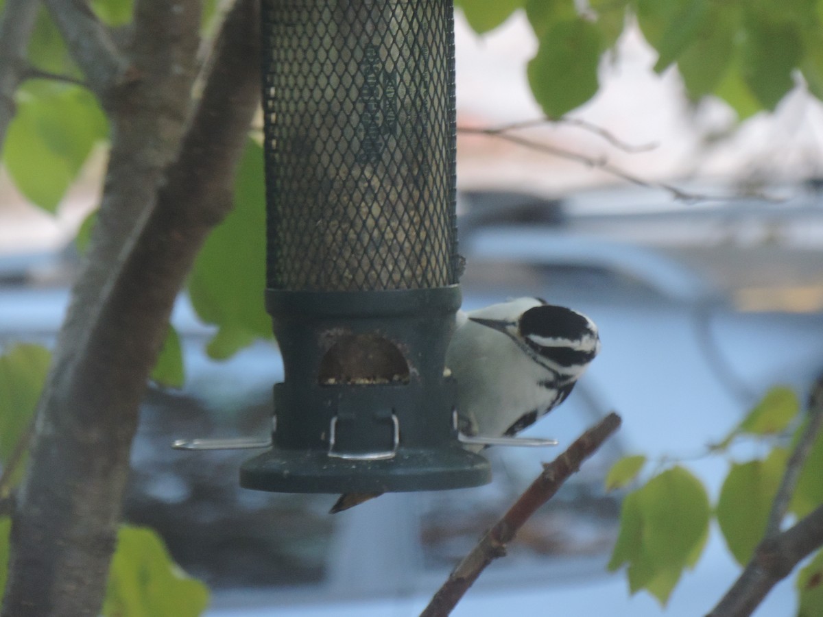 Hairy Woodpecker - ML643160685