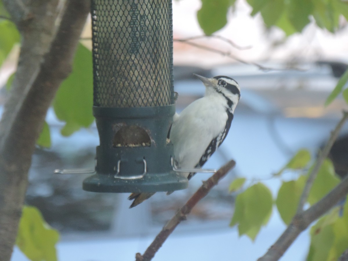 Hairy Woodpecker - ML643160686