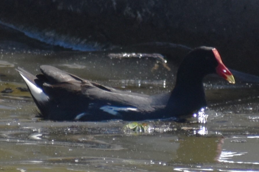 Common Gallinule - ML643160687
