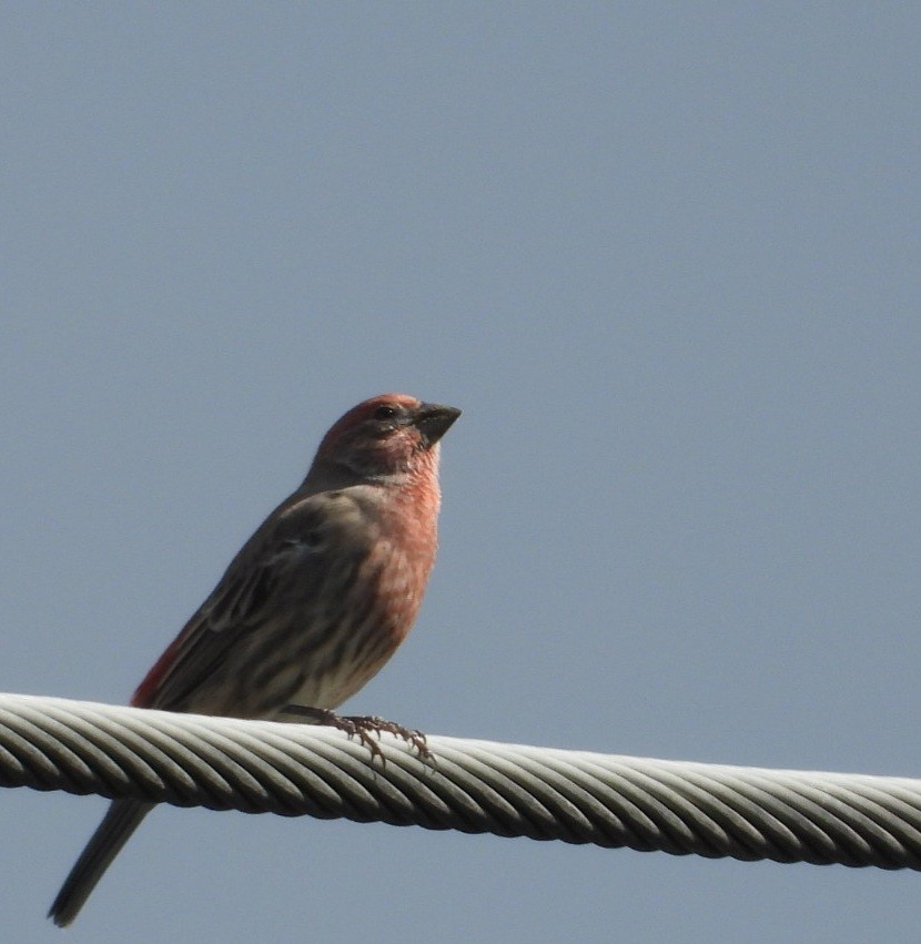 House Finch - ML643160688