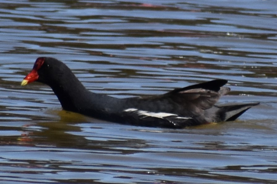 Common Gallinule - ML643160689